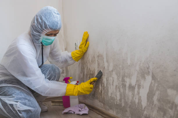 Best Commercial Mold Removal  in Humboldt, TN