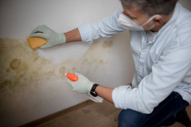 Best Certified Mold Removal  in Humboldt, TN