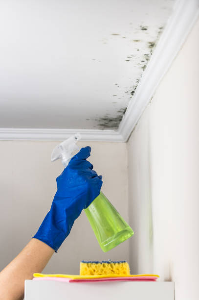Best Attic Mold Removal  in Humboldt, TN