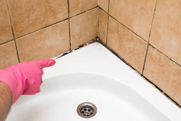 Best Professional Mold Removal  in Humboldt, TN